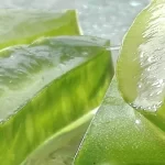 Aloe Vera, a Natural Remedy, Aids in Alleviating Peptic Ulcers